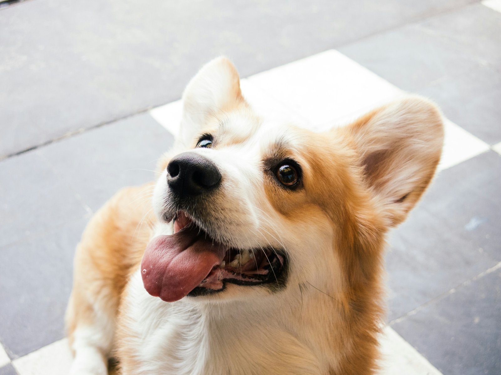 Heartworm Disease in Pets