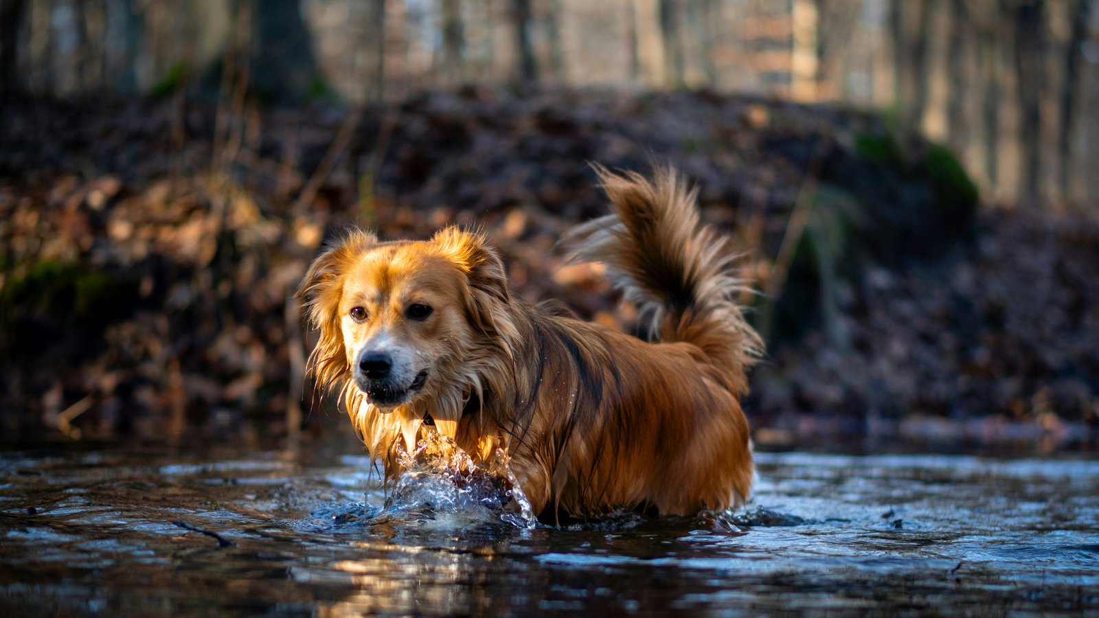 Healthy Pet Food